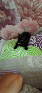 Котёнок чёрный короткохвостый