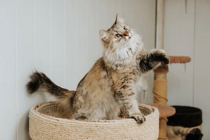 Королева Флаффи