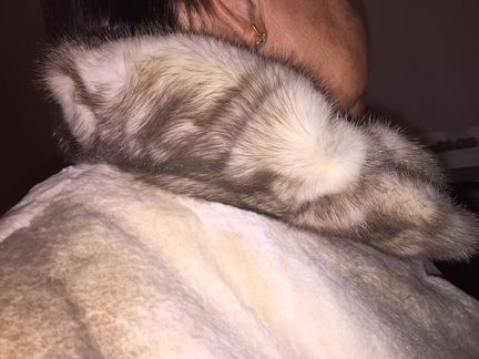 Меховая куртка из стриженного бобра