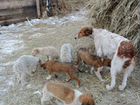 Собаки щенки русской борзых объявление продам