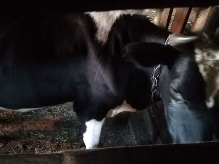 Корова дойная молочная - фотография № 3