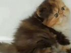 Персидские котята (помесь) объявление продам