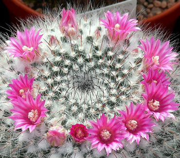 Кактус Маммилярия Гана 8-9см