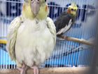 Попугай корелла пара