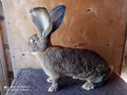 Кролики ризен от лучших заводчиков Европы объявление продам