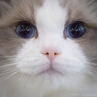 Juventus Chiffondelux, рэгдолл, разведение/шоу