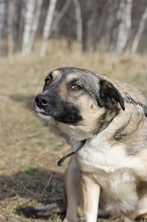 Небольшая собачка Лира в самые лучшие руки