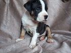 Стаффордширский терьер щенки щенок объявление продам