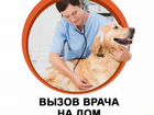 Ветеринар на дом и в клинике