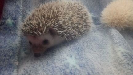 Ежики африканские