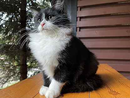 Норвежская Лесная Кошка Фото Цена Авито