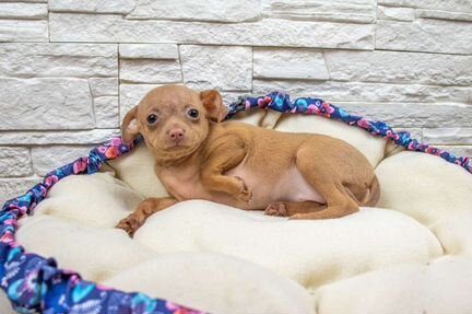 Русский той, щенки