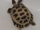 Черепаха сухопутная самец объявление продам
