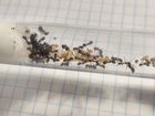 Messor denticulatus муравьи для заселения в формик