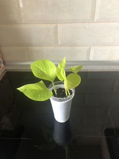 Эпипремнум