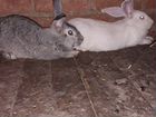 Продаются кролики на развод самочки и самцы 6 меся