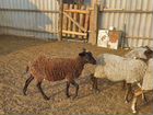 Овцы и Бараны и барашки рамановские объявление продам