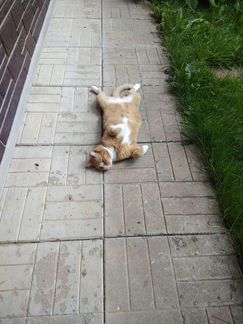 Кошка