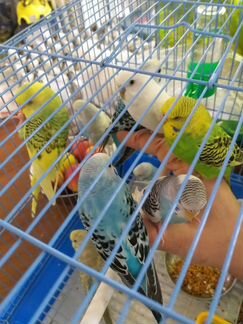 Самые ручные самцы разных окрасов