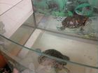 Черепахи красноухие и аквариум