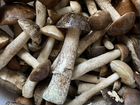 Лисички, грибы только из леса объявление продам