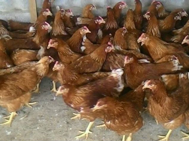 Как выглядит курица в 3 месяца фото