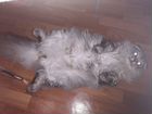 Вязка шотландского длинношерстного вислоухого кота объявление продам