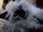 Сиамский (метис) котик объявление продам