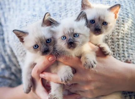 Шикарные сиамские котята в заботливые руки