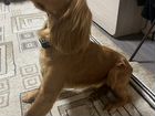 Собака Английский кокер спаниель для вязки объявление продам
