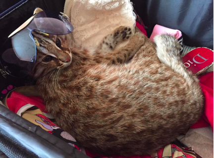 Азиатский котенок кошка подростки