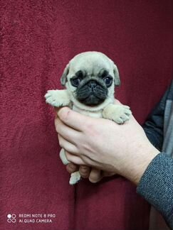 Мопс девочки