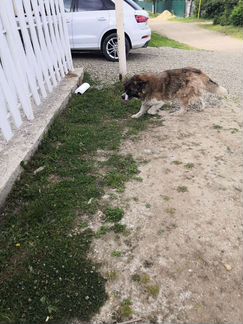 В Невьянске найдена собака в районе парка. Добрая