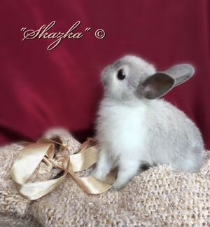 Домашние мини зайчики