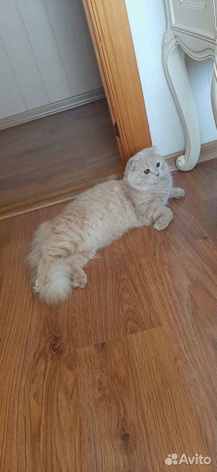 Шотландский вислоухий