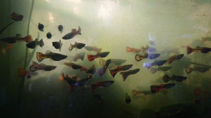 Рыбки гуппи