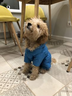 Зимний костюм для собак