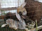 Кролики на племя и мясо кролика объявление продам