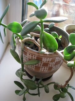 Денежное дерево