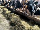 Продажа крс фуражных коров нетелей молодняка