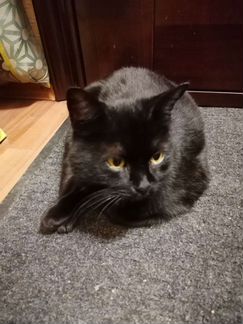 Кошка бесплатно