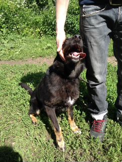 Веселая собака в дар