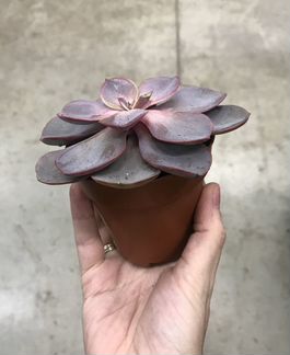 Эхеверия Ред Скай. Доставка