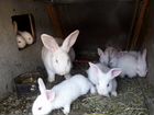 Кролики на племя белый паннон