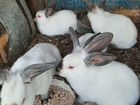 Кролики Серебро, Калифорния объявление продам