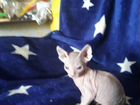 Продам очеровательных котят донской сфинкс объявление продам