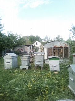 Пчелы, улья - фотография № 2