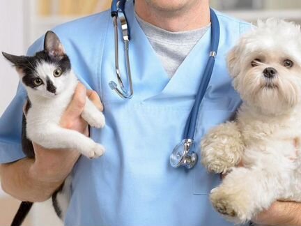 Ветеринарный врач выезд 24 часа