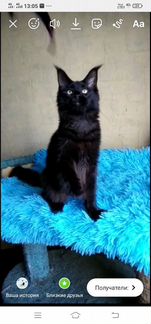 Мейн Кун