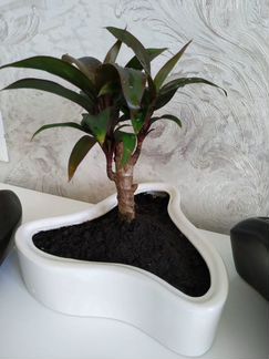 Цветы в стиле Бонсай